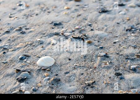Tiny seashells are left in the sand when the tide goes out at Atlantic Beach, North Carolina. Stock Photo