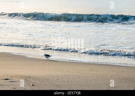 Sanderling (Calidris alba) bird at dawn, plunging its beak into the sand at random, consuming whatever it finds. Stock Photo