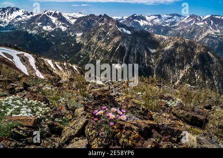 Wildflowers atop East Peak in Oregon's Wallow Mountains, Eagle Cap Wilderness. Aneroid Lake is visible in the upper left corner. Stock Photo