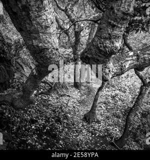 California bay trees bumping elbows on the Cliff Trail at the Garland Ranch Regional Park in Carmel Valley., California, USA Stock Photo