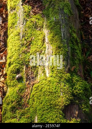 Trunk of dead tree covered in moss. Stock Photo