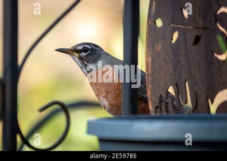 A female American Robin (Turdus migratorius) peeks from behind a flower pot, looking for something yummy. Raleigh, North Carolina. Stock Photo