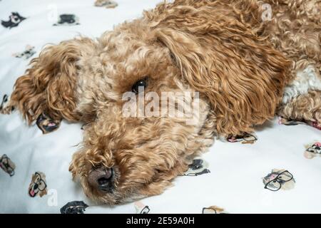 Australian Labradoodle is a mix between the Labrador Retriever, Poodle and Cocker Spaniel. Stock Photo