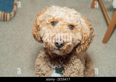 Australian Labradoodle is a mix between the Labrador Retriever, Poodle and Cocker Spaniel. Stock Photo