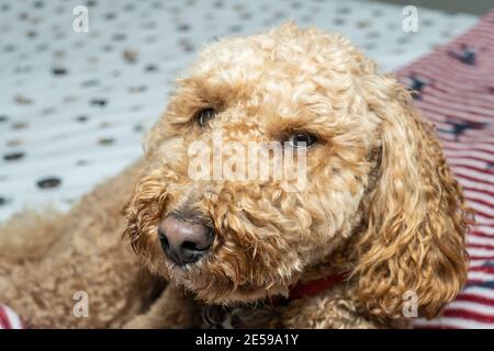 Australian Labradoodle is a mix between the Labrador Retriever, Poodle and Cocker Spaniel. Stock Photo