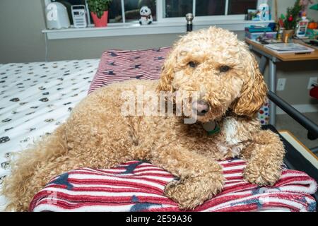 Australian Labradoodle is a mix between the Labrador Retriever, Poodle and Cocker Spaniel. Stock Photo