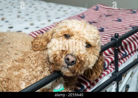 Australian Labradoodle is a mix between the Labrador Retriever, Poodle and Cocker Spaniel. Stock Photo