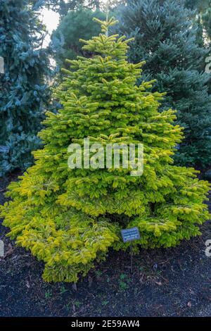 Nordmann fir (Abies nordmanniana) is a fir indigenous to the mountains south and east of the Black Sea, in Turkey, Georgia and the Russian Caucasus. Stock Photo