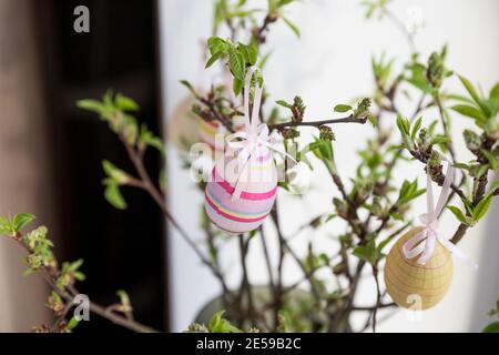 Easter eggs hanging on a spring blossom branch. Easter decorations. Birch tree branches decorated with bright painted eggs. Postcard. Selective focus Stock Photo