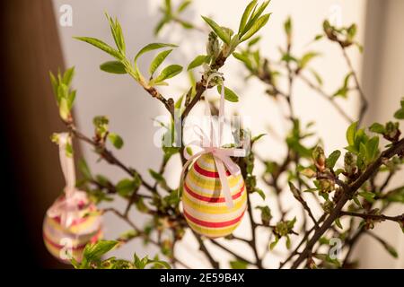 Easter eggs hanging on a spring blossom branch. Easter decorations. Birch tree branches decorated with bright painted eggs. Postcard. Selective focus Stock Photo