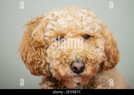 Australian Labradoodle is a mix between the Labrador Retriever, Poodle and Cocker Spaniel. Stock Photo