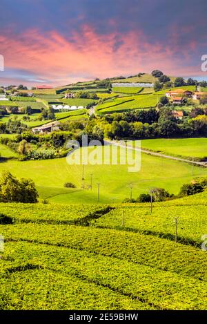 Fields of vineyards in Zumaia, San Sebastian, Spain on a sunny day at sunset