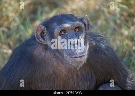 African chimpanzees sit on the grass. Its face is like a coffee-colored eyeball. Large numbers of animals migrate to the Masai Mara National Wildlife Stock Photo