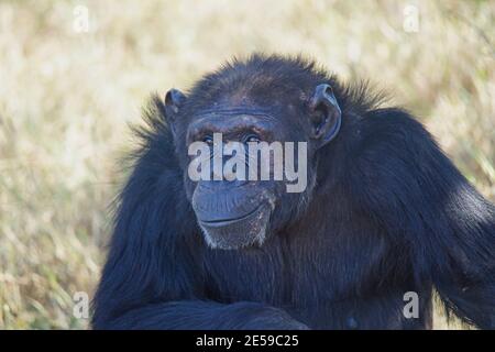 African chimpanzees sit on the grass. It gazed ahead with a smile on its face. Large numbers of animals migrate to the Masai Mara National Wildlife Re Stock Photo