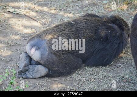 The chimpanzee leaned against the grass. Buttocks and feet face the camera. Large numbers of animals migrate to the Masai Mara National Wildlife Refug Stock Photo