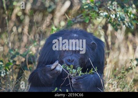 The chimpanzee grabbed the green leaves. Smell it with its nose. Large numbers of animals migrate to the Masai Mara National Wildlife Refuge in Kenya, Stock Photo