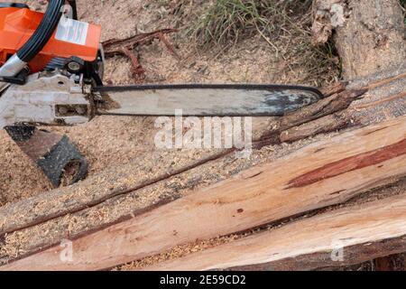 The worker works with a chainsaw. Chainsaw close up. Woodcutter saws tree with chainsaw. Man cutting wood with saw, dust and movements. Stock Photo