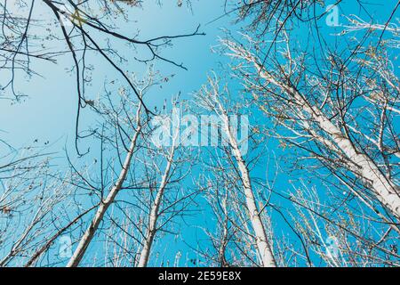 Poplar trees in winter Stock Photo