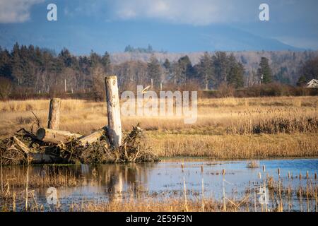 Northern harrier (Circus hudsonius) is a bird of prey. This medium-sized raptor breeds on moorland, bogs, prairies, farmland coastal prairies, marshes Stock Photo