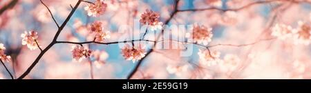 Blurred sakura tree twigs on blue background. Stock Photo