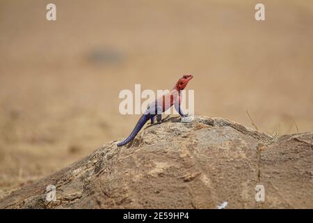 African Rainbow Lizard (Agama agama) on rocks. Bright orange head and scales. Large numbers of animals migrate to the Masai Mara National Wildlife Ref Stock Photo