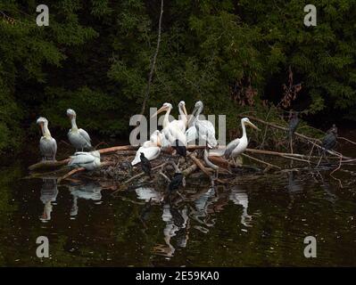 Pelicans on the pond. Waterfowl relax on the island. Birdwatching in the park. Stock Photo