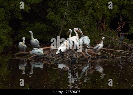 Pelicans on the pond. Waterfowl relax on the island. Birdwatching in the park. Stock Photo