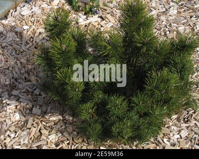 mulching a flower bed with wood chips Stock Photo