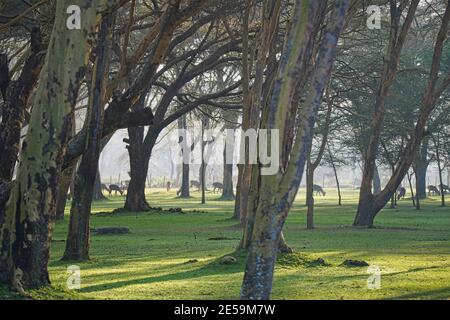 Some animals are grazing among the trees. Green grass and tree trunks. Large numbers of animals migrate to the Masai Mara National Wildlife Refuge in Stock Photo