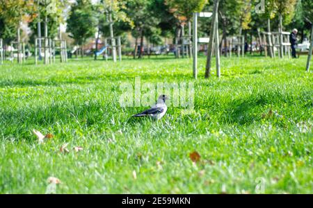 Lonely magpie on the grass in the city garden. Stock Photo