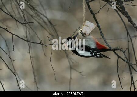 Dendrocopos major, Great Spotted Woodpecker, Buntspecht. Black and white woodpecker with red cap and red tail hangs from a piece of bacon and eats it Stock Photo
