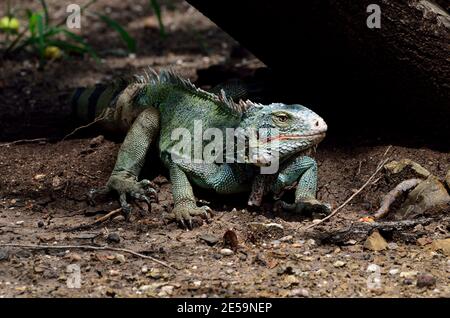 Iguana iguana, green iguana, Grüner Leguan Stock Photo