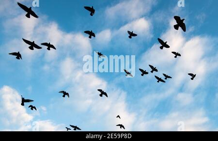 27 January 2021, Lower Saxony, Hanover: Pigeons fly in the sky over downtown. Photo: Julian Stratenschulte/dpa Stock Photo