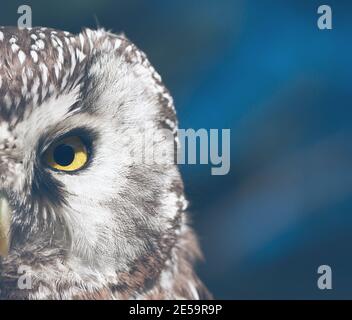Boreal Owl (Aegolius funereus), portrait in the forest Stock Photo