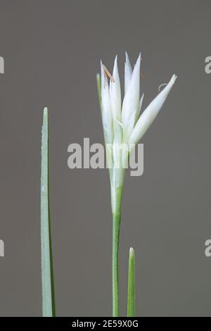 Rhynchospora alba, known as the white beaksedge, wild bog plant from Finland Stock Photo