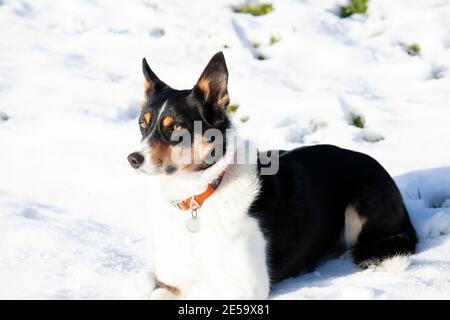 Tri coloured border collie lying in the snow Stock Photo