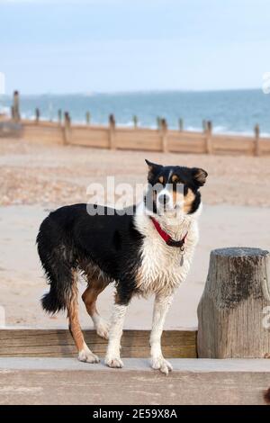 Tri coloured border collie standing on a breakwater at the beach Stock Photo