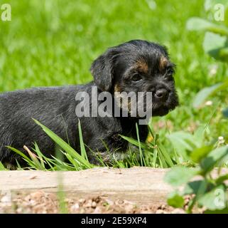 Border terrier puppy dog Stock Photo