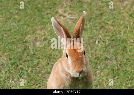 The Face of a Cute Tame Rex Rabbit. Stock Photo