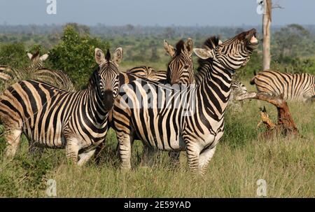 Herd of zebra playing around and smiling by showing their teeth Stock Photo