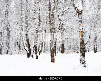 birch and oak trees in snowy Timiryazevskiy forest park of Moscow city ...