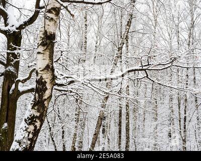 snow-covered birch and oak trunks and birch grove on background in city park on overcast winter day Stock Photo