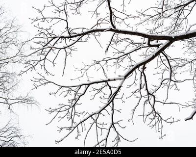 bottom view of snow-covered black oak branch and overcast gray sky on background in winter Stock Photo