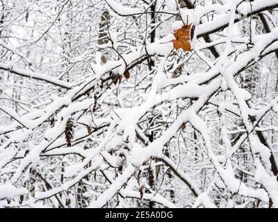 snow-covered tree branches close up in snowy city park on overcast winter day Stock Photo