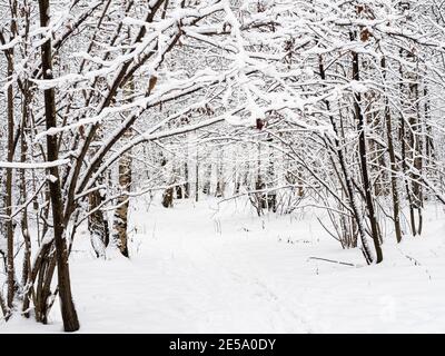 path in snow in snowy city park on overcast winter day Stock Photo