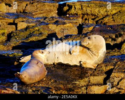 Grey seal and pup basking in the sun on rocks at St Mary's Island Whitley bay Stock Photo