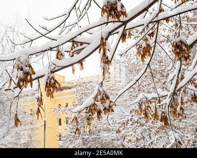 snow-covered branches of maple tree and high-rise urban house on background on overcast winter day (focus on the dried seeds) Stock Photo