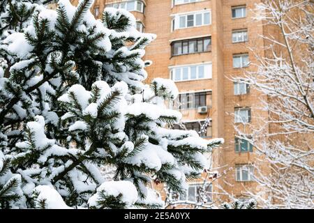 snow-covered branches of natural blue spruce and high-rise brick apartment house on background in city on overcast winter day Stock Photo