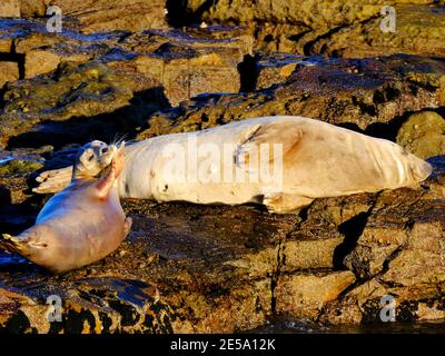 Grey seal and pup basking in the sun on rocks at St Mary's Island Whitley bay Stock Photo