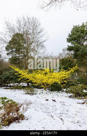 Yellow witch hazel, Hamamelis x intermedia 'Pallida', flowering in RHS Garden, Wisley, Surrey, south-east England, in winter on a snowy day Stock Photo
